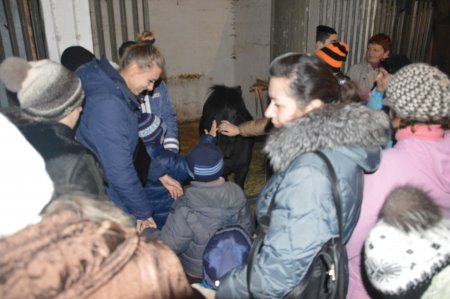 Экскурсия детей в конно-спортивный клуб «Декурион» Экскурсия детей в конно-спортивный клуб «Декурион»